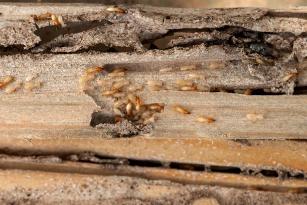 Best Pest Control Near Me in Menlo Park, CA